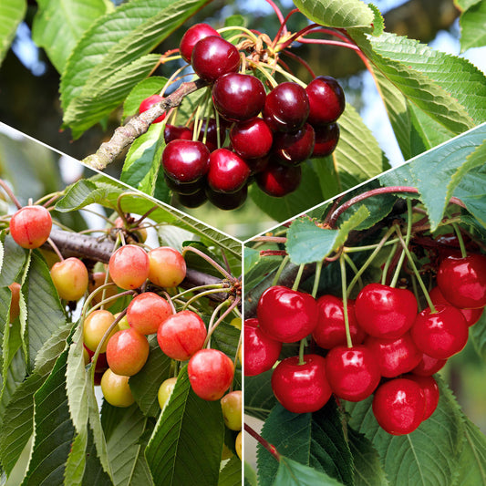 Zoete kers Mix 'Van' + 'Napoleon' + 'Burlat' (x3) - Prunus avium van, napoleon, burlat - Kersen