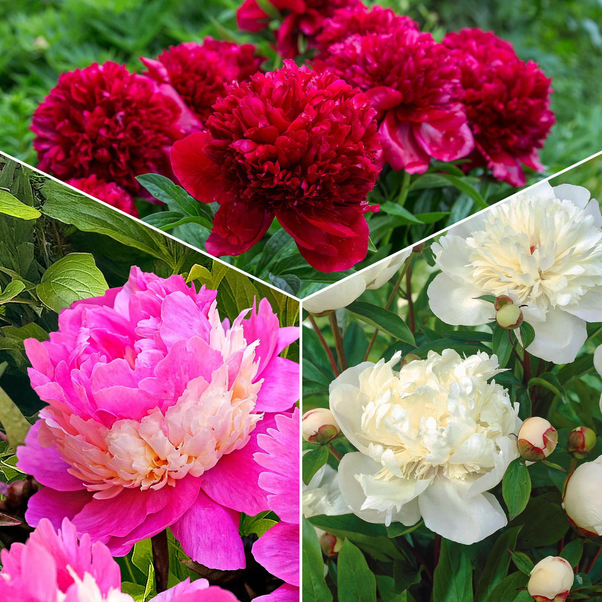 Pioenroos 'Red Charm' + 'Immaculate' + 'Sorbet' mix (x3) - Paeonia lactiflora x Sorbet, Immaculée, Red Charm - Tuinplanten