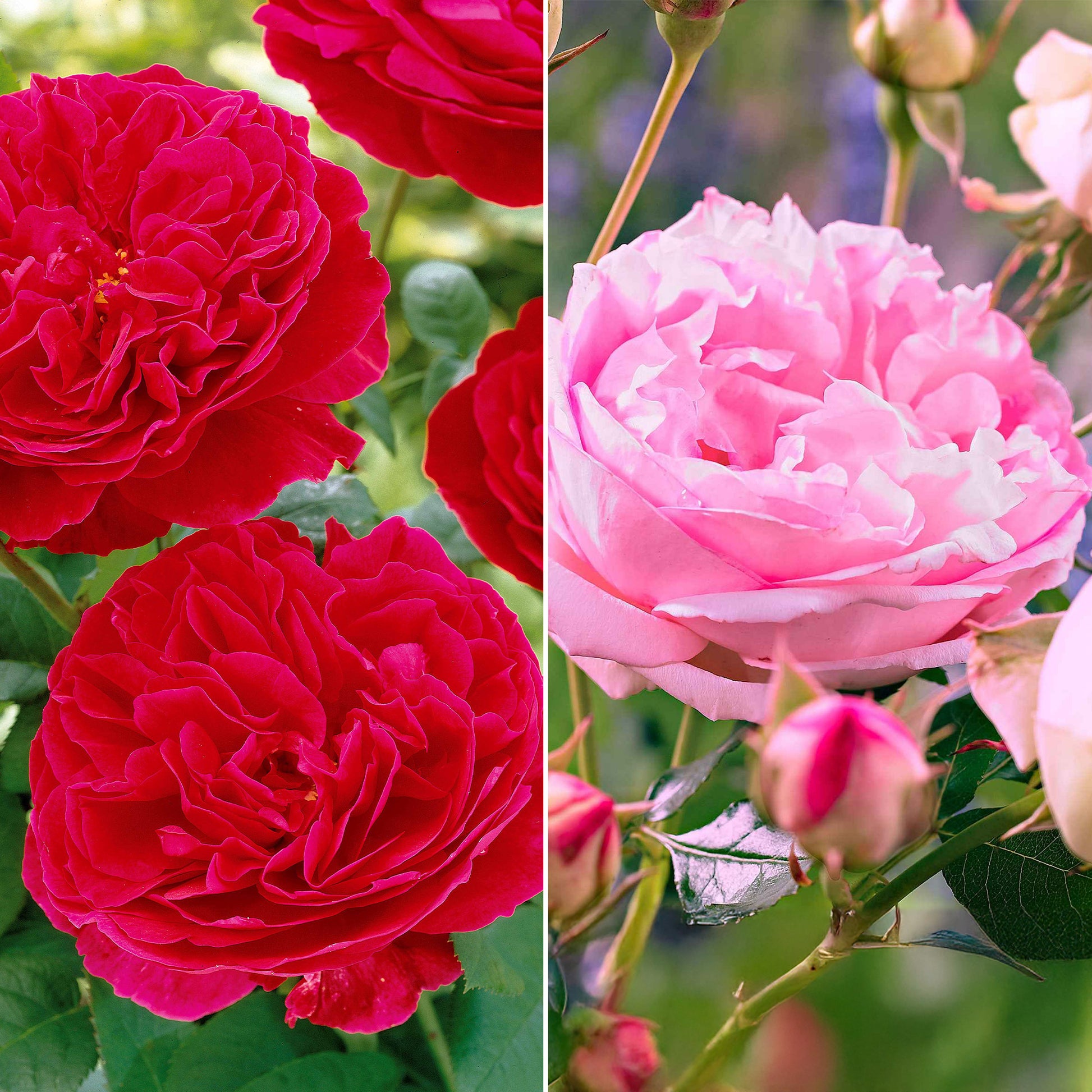 Collectie floribunda rozen ( Red Leonardo Da Vinci +  Leonardo Da Vinci) (x2) - Rosa floribunda red leonardo da vinci, leonardo da - Tuinplanten