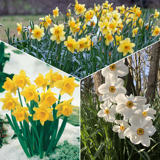 Maanden Narcissen collectie (x30) - Narcissus 'fortune', 'rijnveld early sensation', ' - Bloembollen