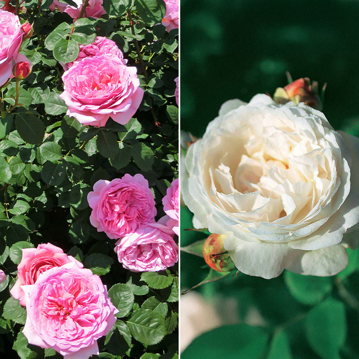 Engelse roos Mix 'Her's Ausgreen'® + 'Ausgreens Winne' (x2) - Bakker