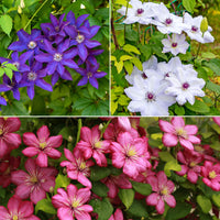 Clematis Collectie: Ville de Lyon, Miss Bateman Ville de Lyon, juffrouw Bateman, voorzitster (x3) - Clematis Ville de Lyon, Miss Bateman, Président - Bakker