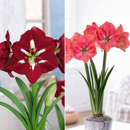 Extra grote amaryllis Mix - Bakker