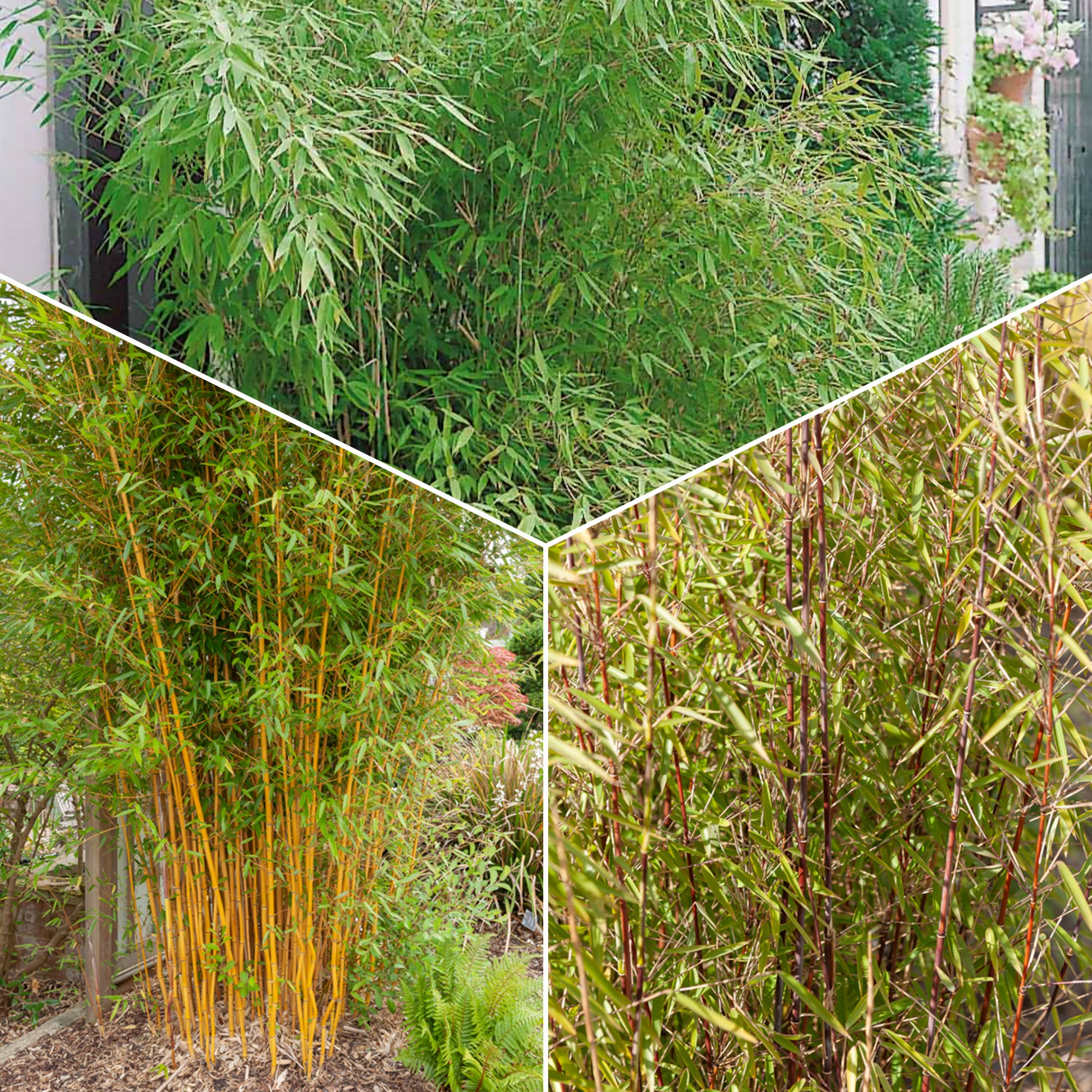 Bamboe Collectie: groen, geel, rood (x3) - Phyllostachys bissetii, aureosulcata Aureocaulis, Fargesia scabrida Asian Wonder