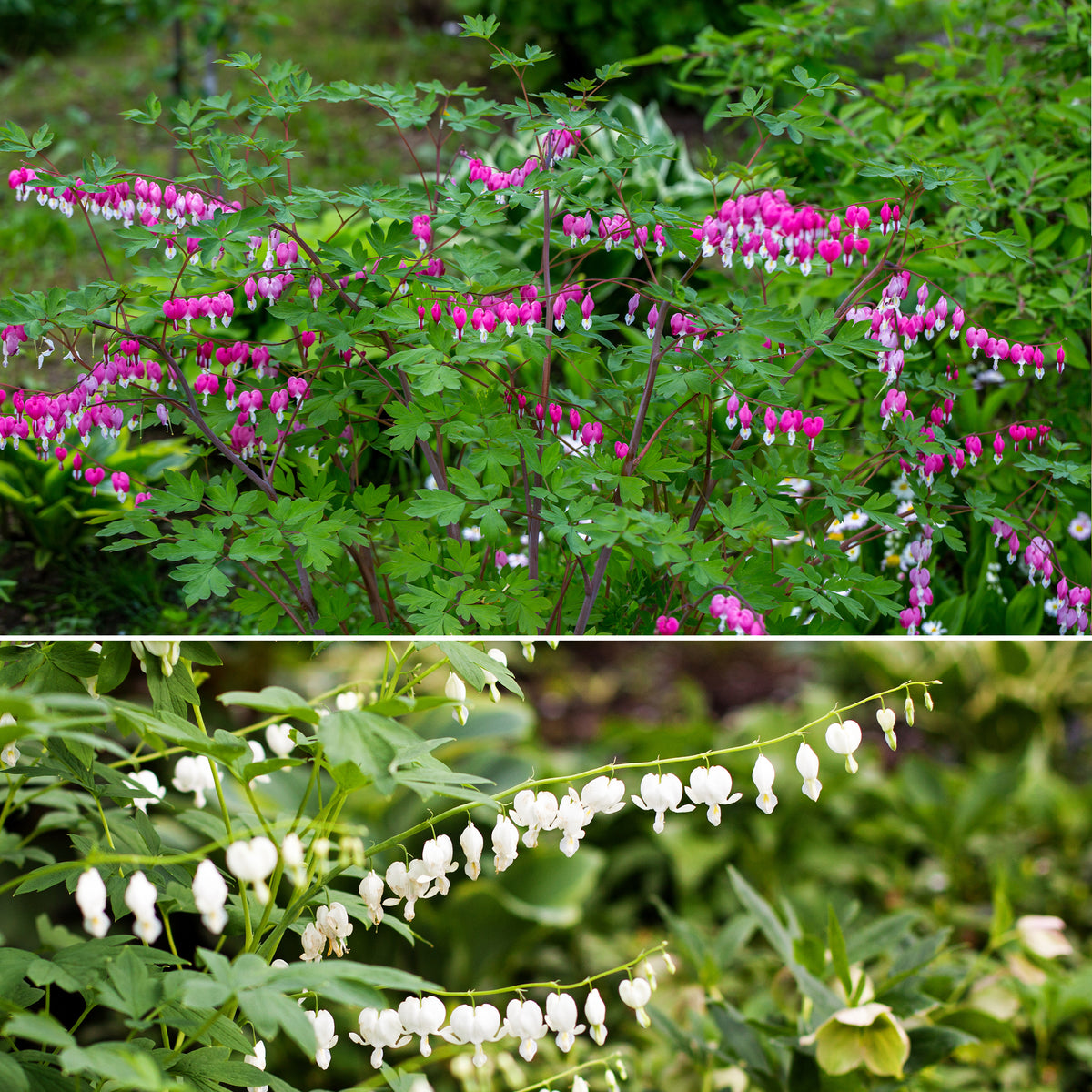 Gebroken hartje Mix - 3x roze + 1x wit (x4) - Bakker