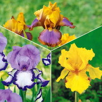 Tuiniris collectie: Lasso, Border, Sangreal (x6) - Bakker