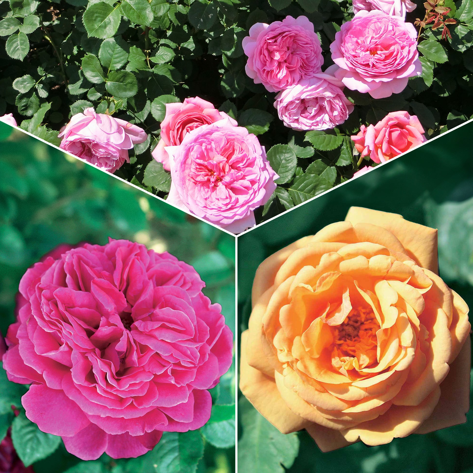 Collectie Engelse rozen (Fish Ausgreen,Charlie,Her's Ausgreen) (x3) - Rosa(fish ausgreen,charlie ausgreen,her's ausgreen - Tuinplanten