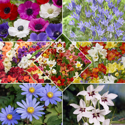 Verpakking van 312 bollen - Bakker