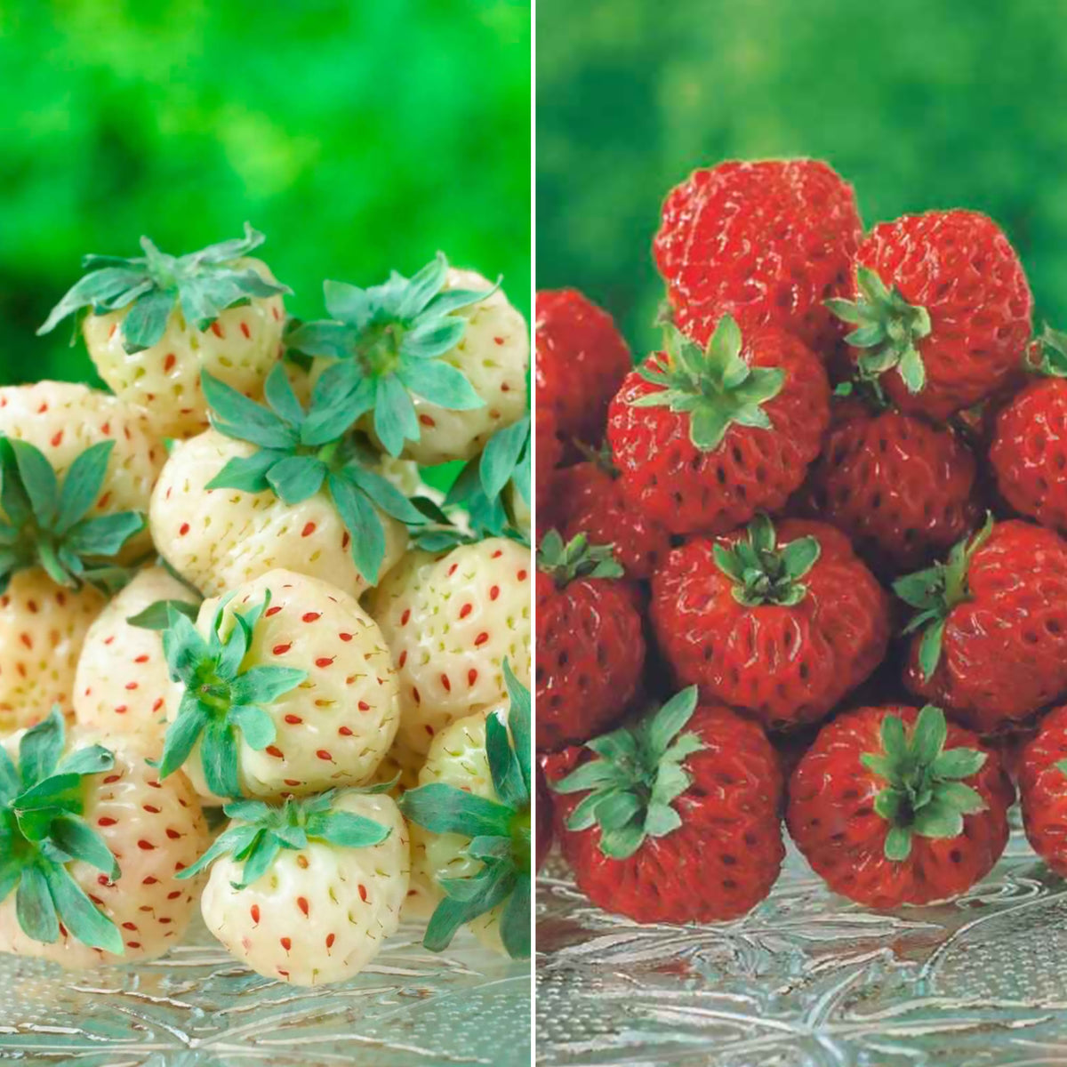 Originele Aardbeiencollectie (x4) - Bakker