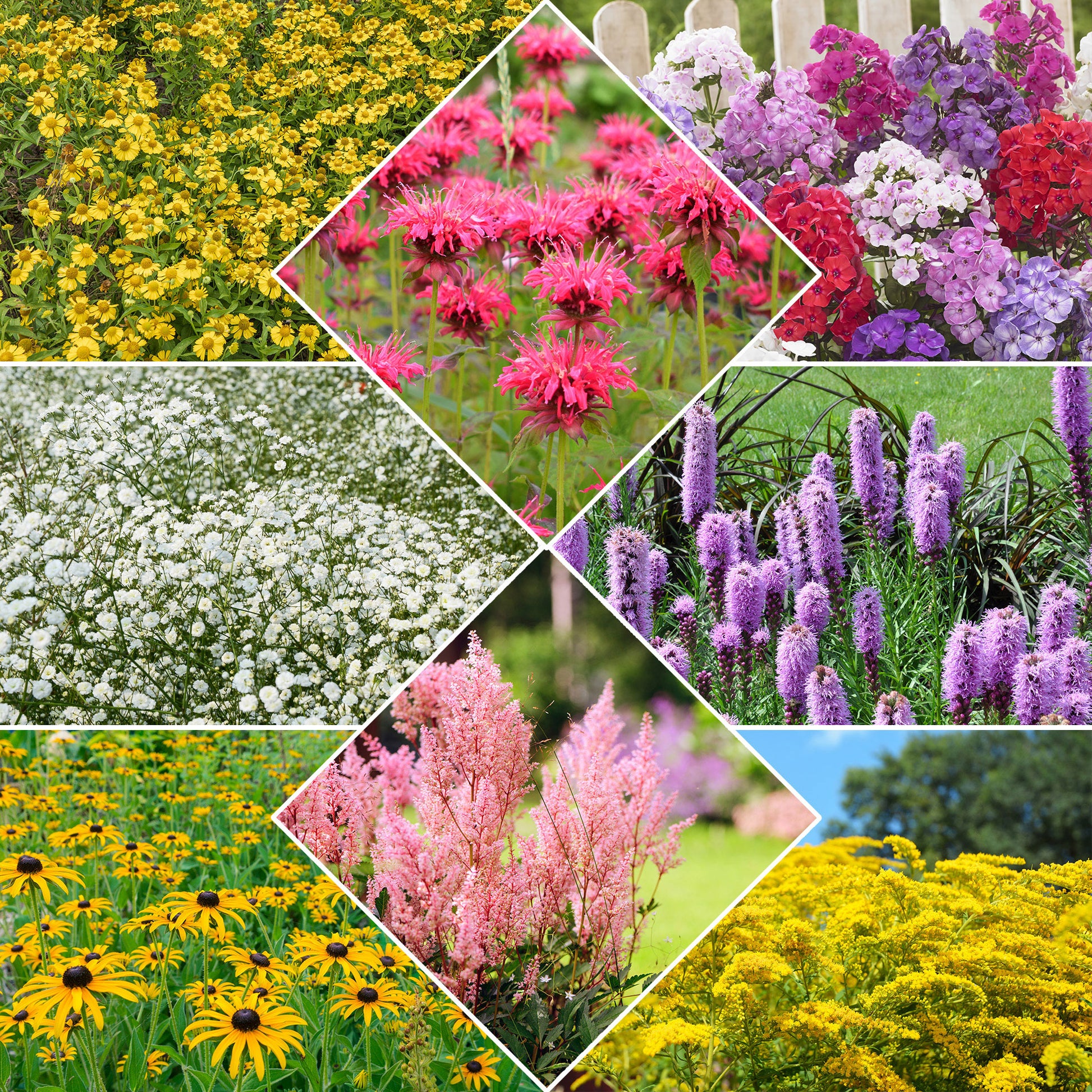 Vaste planten Mix - Bakker