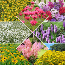 Vaste planten Mix - Bakker