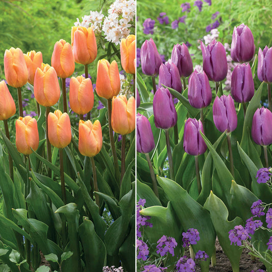 Triumph Tulpen collectie: 'Bellville' + 'Blue Beauty' (x20) - Tulipa triompe (bellville , blue beauty) - Bloembollen