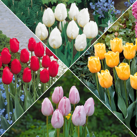Collectie Langstelige tulpen (x20) - Bakker