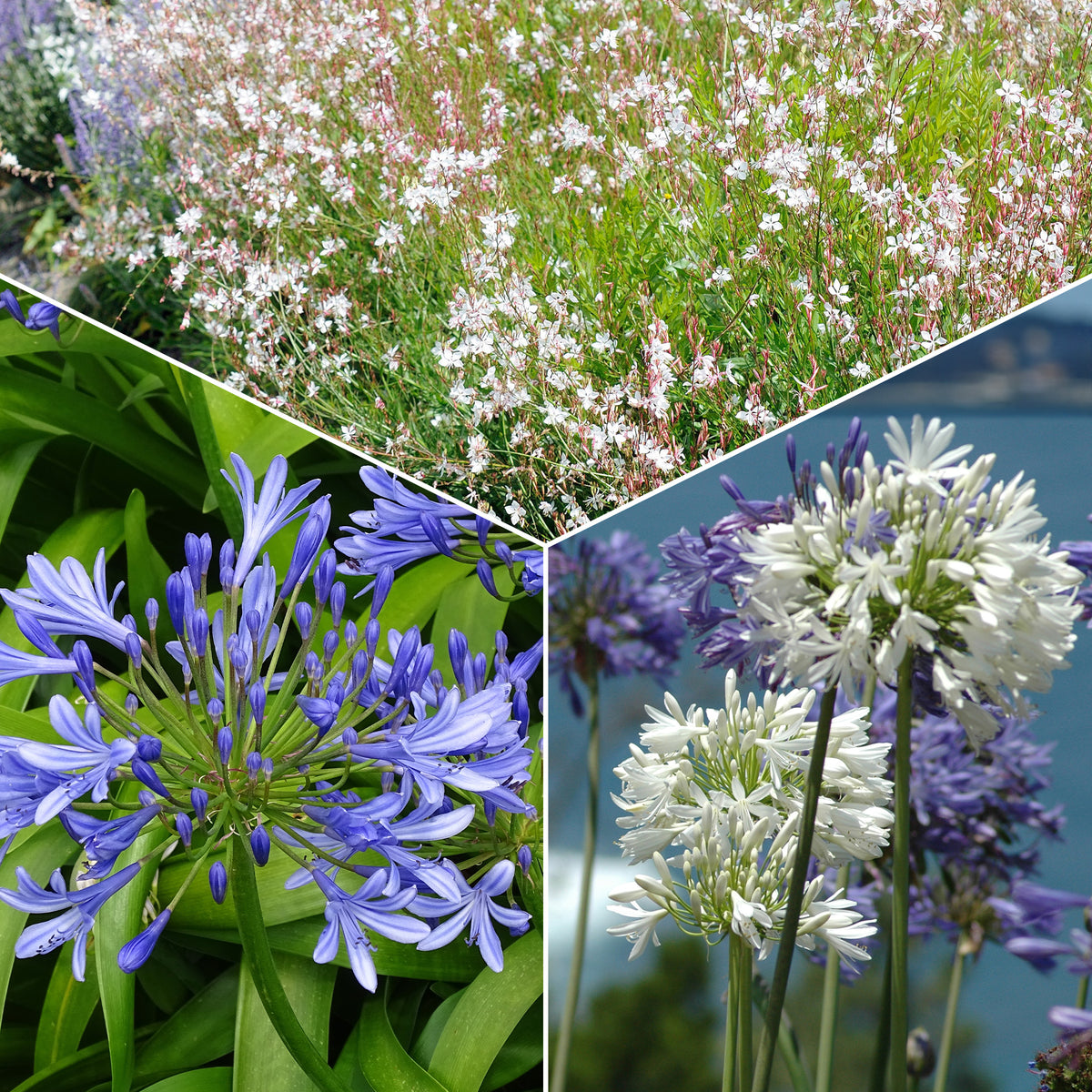 Collectie vaste planten voor tuinen en potten (x7) - Bakker