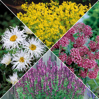 Vaste planten voor een kleurrijke tuin Mix - Bakker