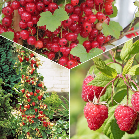 Verzameling van rode fruitbomen (x9) - Rubus idaeus 'sumo 2', ribes rubrum 'rovada', frag - Fruit