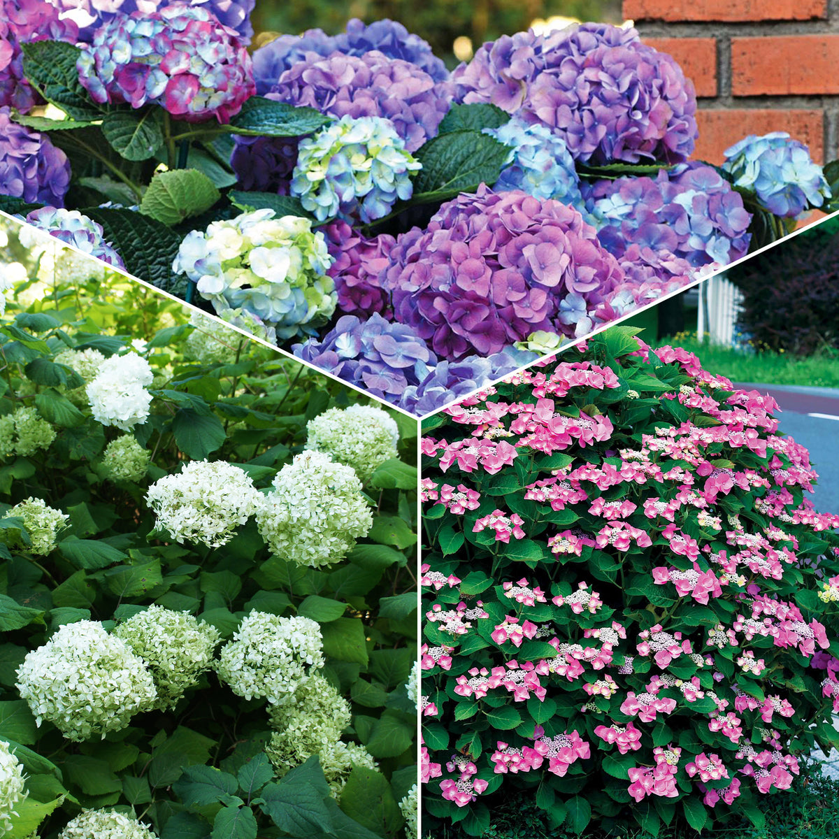 Verzameling hortensia's voor perken en hagen (x3) - Bakker