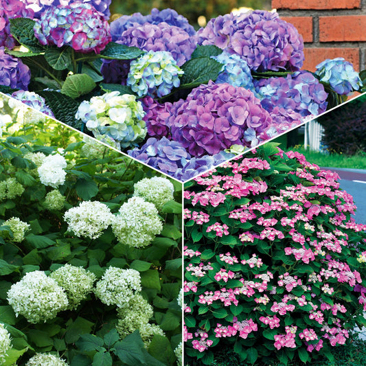 Verzameling hortensia's voor perken en hagen (x3) - Hydrangea macrophylla - Tuinplanten