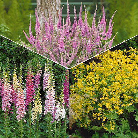 Collectie vaste planten voor halfschaduw (x9) - Veronicastrum virginicum, digitalis purpurea, alchemilla mollis - Tuinplanten