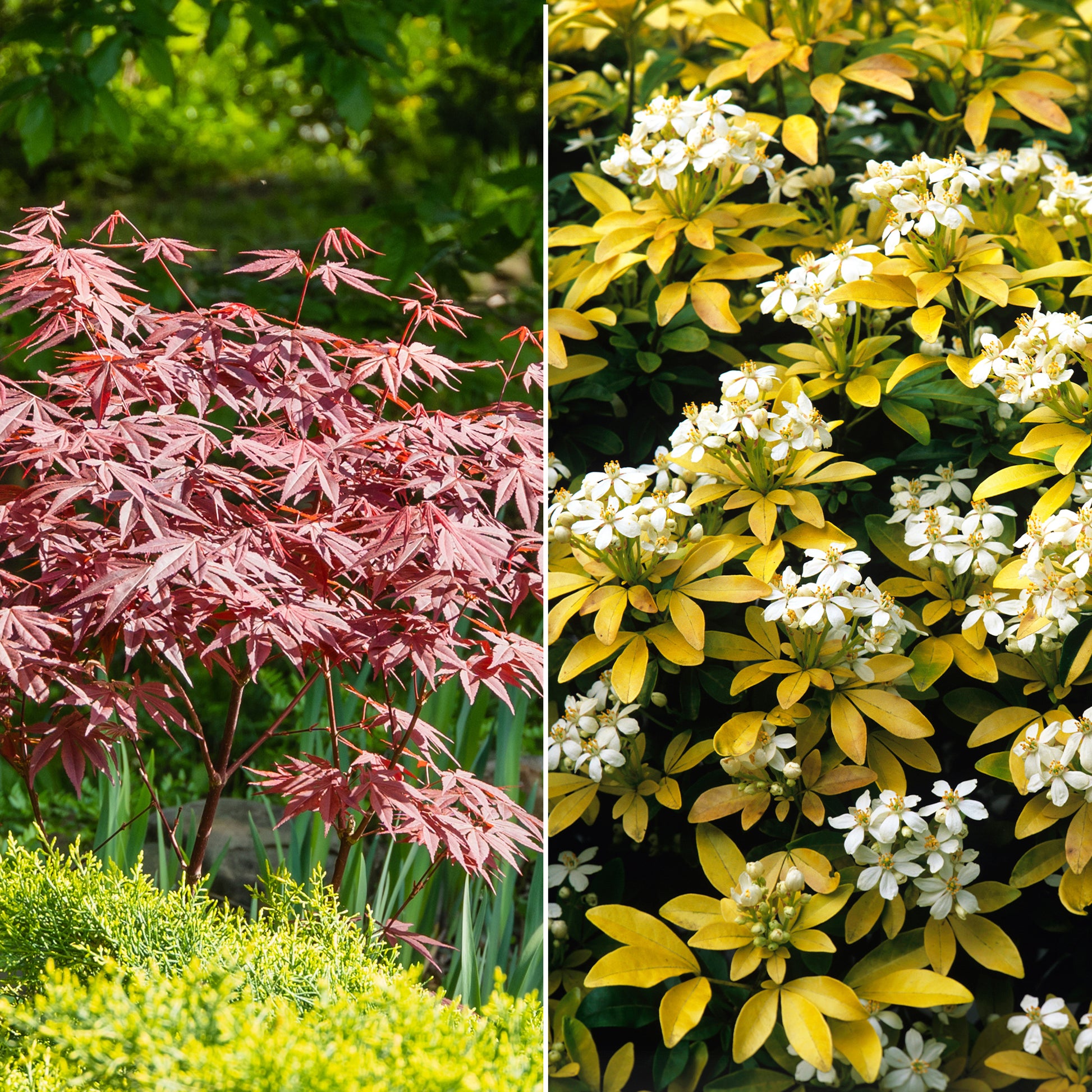 Heestercollectie: Paarse esdoorn en gouden Mexicaanse sinaasappel (x2) - Acer palmatum Atropurpureum , Choisya ternata Sundance Lich