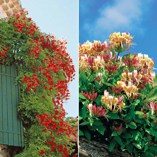 Trompetbloem 'Stromboli', Kamperfoelie - Campsis radicans stromboli, lonicera periclymenum