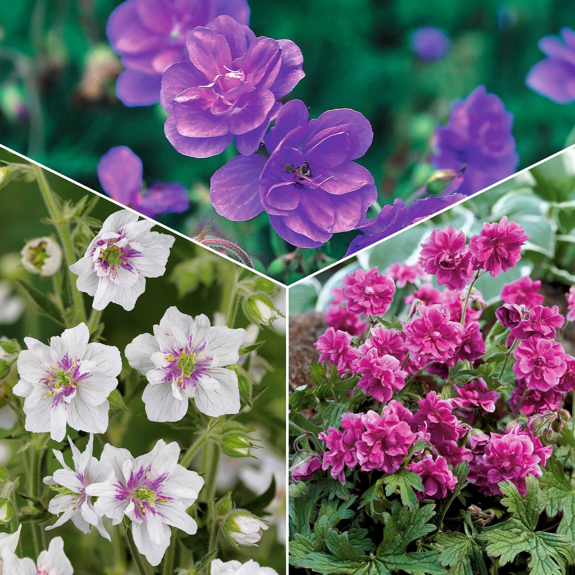 Collectie dubbelbloemige vaste planten Geraniums (x6) - 2geranium caeruleum, 2 double jewel, 2 birch double - Heesters en vaste planten