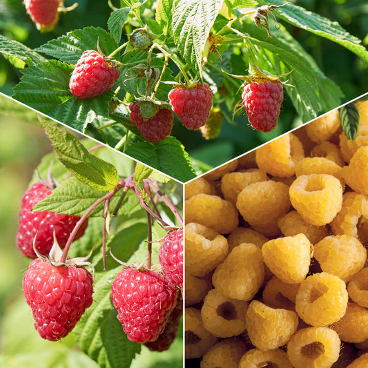 Framboos 'Marastar'® + 'Fallgold' (x6) - Rubus idaeus marastar ®, sumo 2, fallgold - Fruit