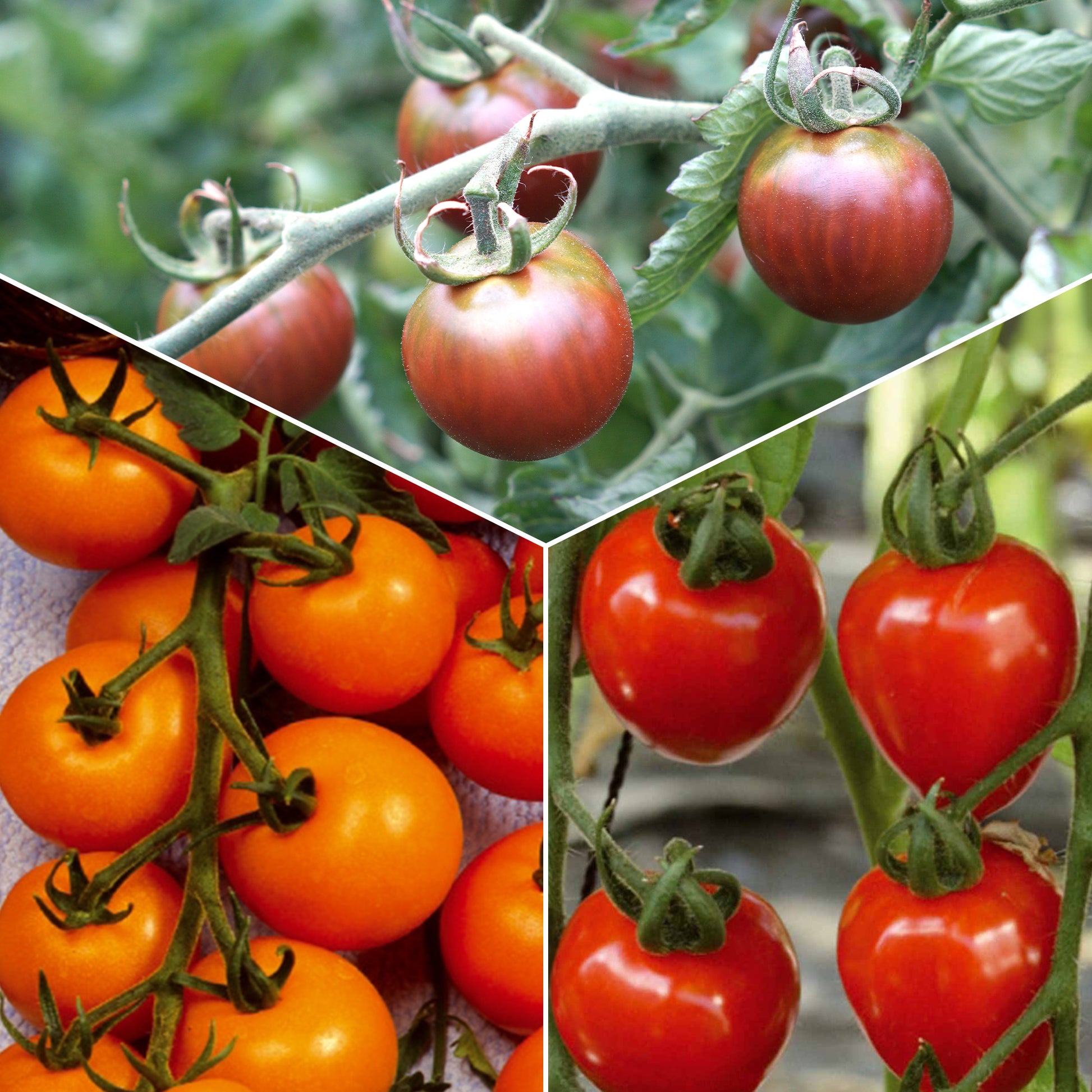 Collectie cherry tomaten - Collection tomates cerises - Moestuin