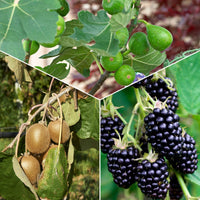 Zomerfruit - Mix moerbei + vijg + kiwi (x3) - Bakker