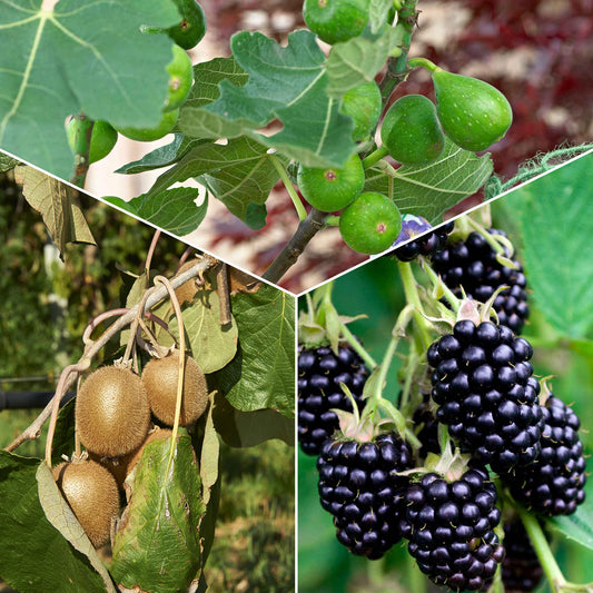 Zomerfruit - Mix moerbei + vijg + kiwi (x3) - Morus nigra 'mulle', ficus gustissimo 'perretta', actinidia delciosio - Tuinplanten