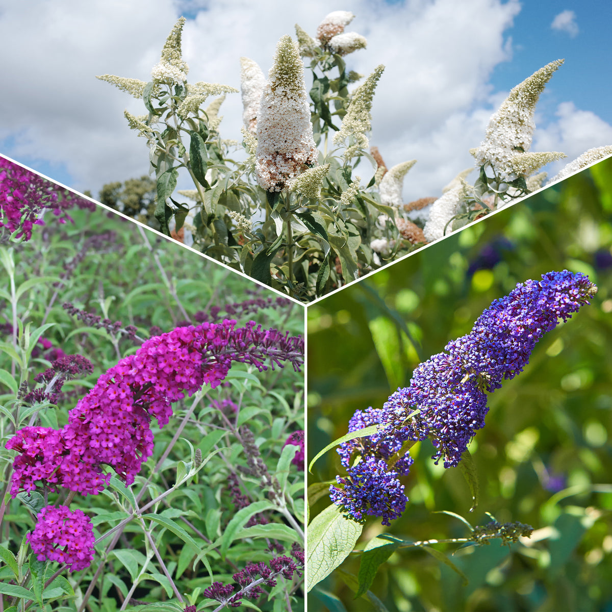 Vlinderstruik 'Royal Red' + 'White Profusion' + 'Empire Blue' - Bakker