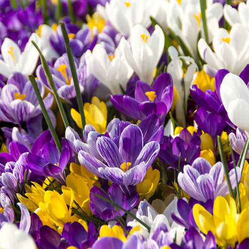Bloembollenpaketten - Bloembollen Running Wild mix (x100) - Narcissus, Tulipa, Crocus, Allium, Muscari, Anemone, Galanthus