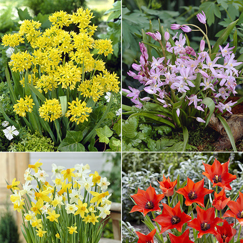 Bloembollen 6 Maanden Bloemen mix (x100) - Bakker