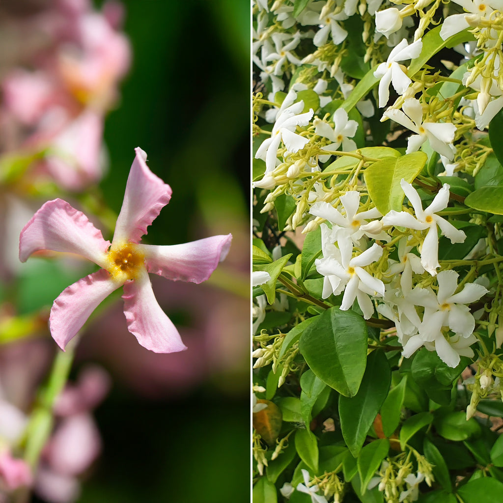Trachelospermum jasminoides Trachelospermum jasminoides 80- 100, C2, STOK Trachelospermum jasminoides Trachelospermum jasminoides 80- 100, C2, STOK