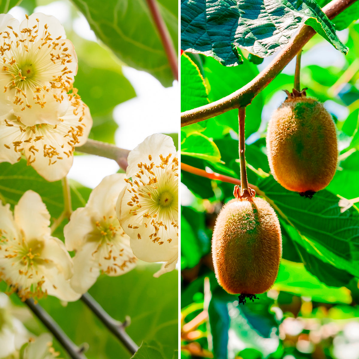 Duoset  Hayward en mannelijke Kiwi's