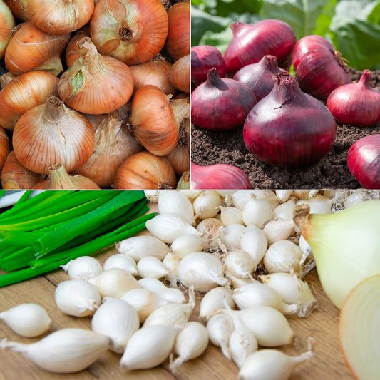 Uiencollectie: Sneeuwbal, Stuttgart, Brunswijk (x3)