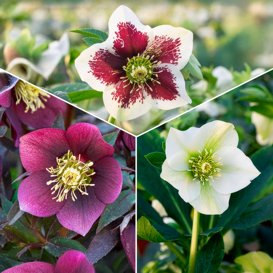 Kerstroos (x4) - Bakker