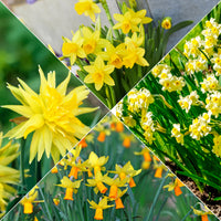 Collectie mini narcissen (x30) - Bakker