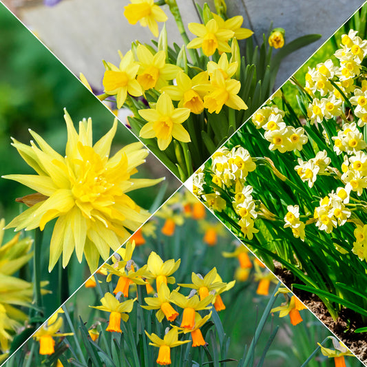 Collectie mini narcissen (x30) - Bakker