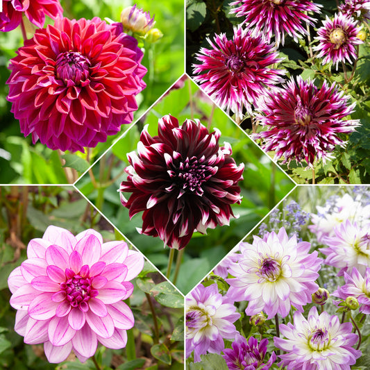 Dahlia Mix 'Grootbloemig' (x5) - Dahlia 'diva', 'clair obscur', 'contraste', 'seduc - Bloembollen