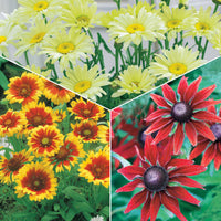 Zonnehoed, Kokardebloem, Margriet (x6) - Rudbeckia, gaillardia, leucanthemum