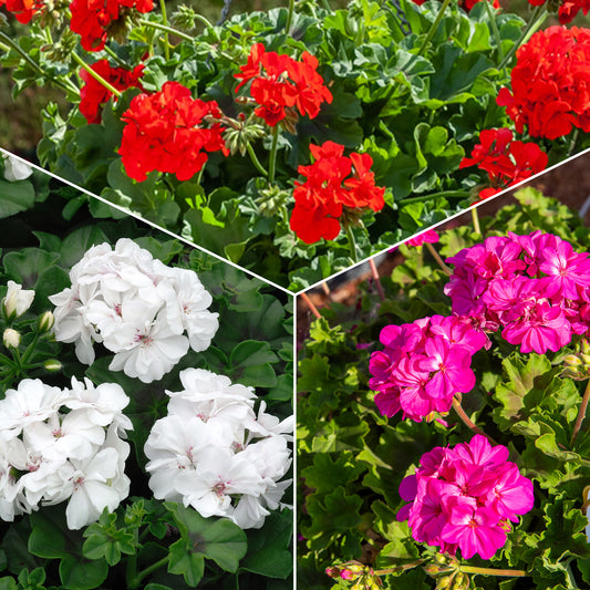 Geranium Mix - rood + wit + Dark Lilac (x6) - Bakker