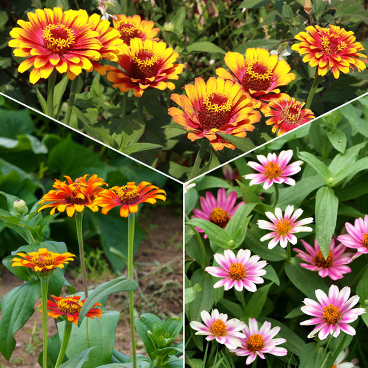 Dubbelbloemige Zinnia Mix 'Caroussel' - Bakker