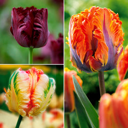 Parkiet Tulpen collectie: 'Princes Irene'  + 'Black Parrot' + 'Apricot Parrot' (x24) - Bakker