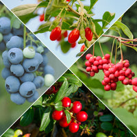 Fruitstruik Mix 'Bomvol Vitamine' - Bakker