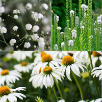 Vaste planten Mix Wit - Bakker