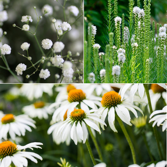 Vaste planten Mix Wit - Bakker