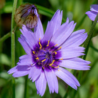 Vaste planten Mix Blauw & Wit - Campanula, Lupinus, Catananche - Bakker