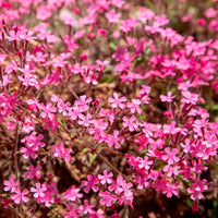 Bloeiende vaste planten - Zaaimat Roze bloemen - Phlox, Saponaria, Thymus