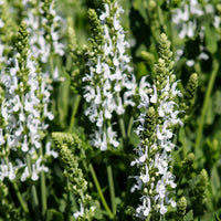 Bloeiende vaste planten - Vaste planten Mix Roze & Wit - Delphinium, Salvia, Echninacea